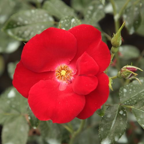 Rosen Online Shop - bodendecker rosen  - rot - Rosa Apache ® - duftlos - W. Kordes & Sons - -